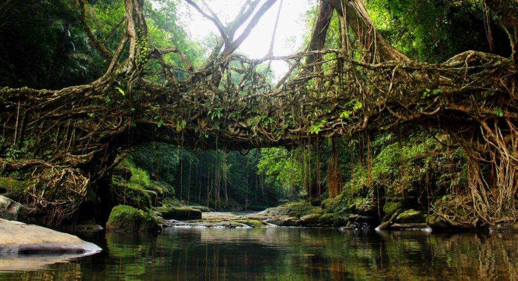 Ponte de raízes de falsa-seringueira no estado de Meghalaya, Índia (Foto: Upek)