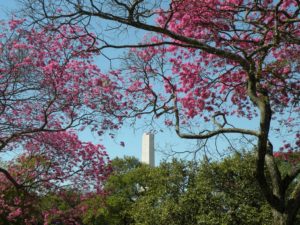 Parque Ibirapuera, ipê rosa e Obelisco. Foto: Roberto Carvalho de Magalhães.