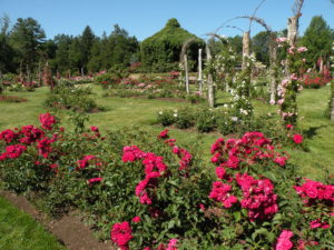 Vista parcial do jardim das rosas do Elizabeth Park (Hartford, Ct). Foto: Roberto Carvalho de Magalhães.