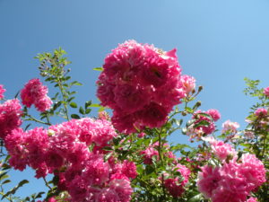 Rosas do Elizabeth Park West Hartford, Ct. Foto Roberto Carvalho de Magalhães. 