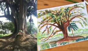 Pedro sentado à sombra do extraordinário ceboleiro, árvore nativa da Mata Atlântica, e a mesma árvore num desenho feito por sua mãe, Cecília Monte Alegre.